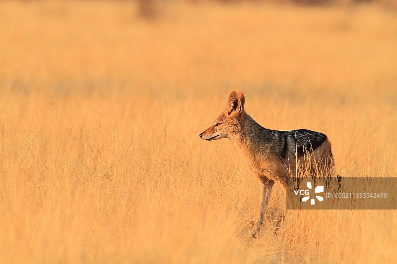 纳米比亚的黑背胡狼图片素材