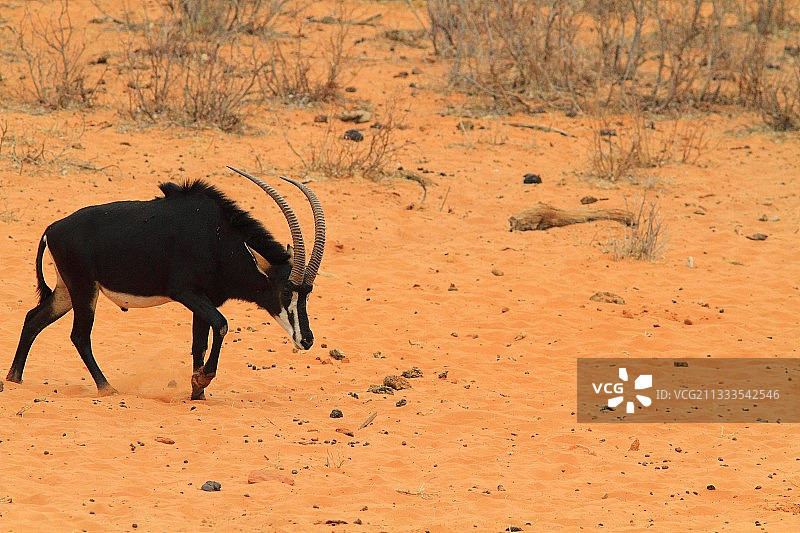 在沙地上行走的黑色黑马羚图片素材
