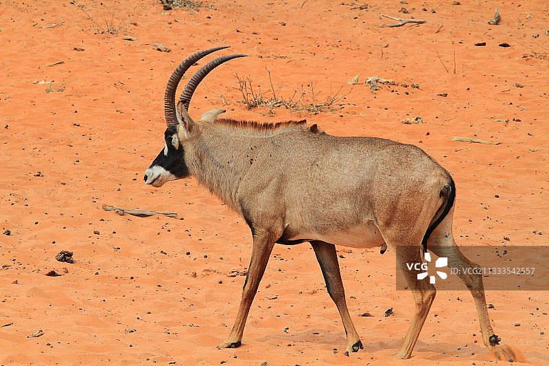 在沙地上行走的马羚图片素材