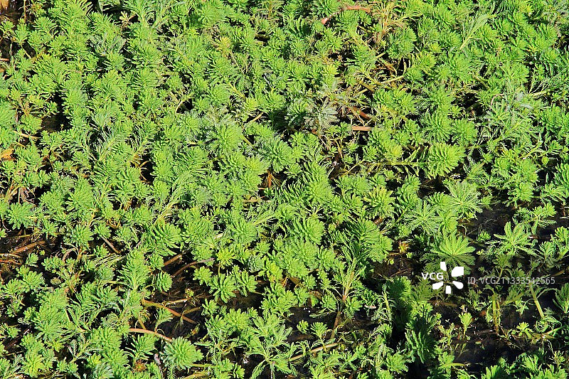 狐尾藻图片素材