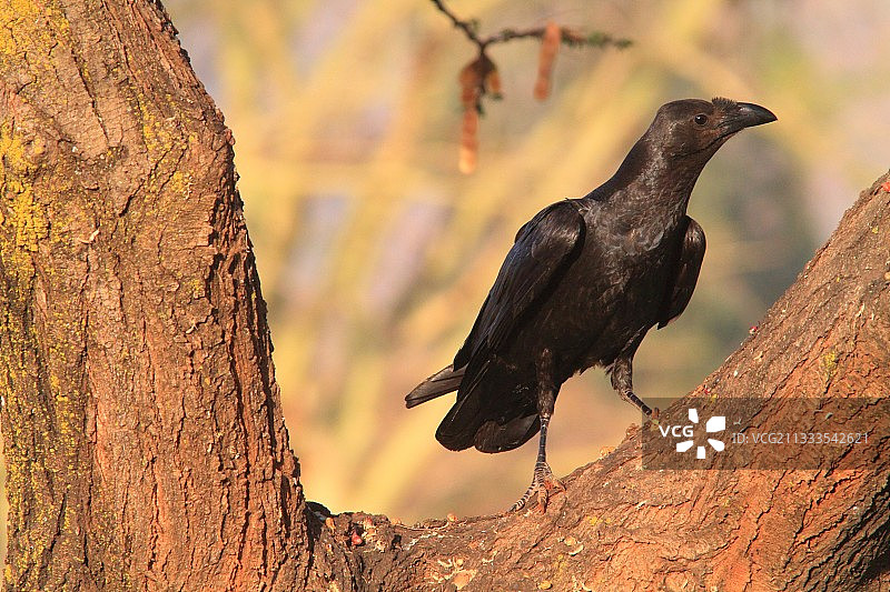扇尾乌鸦，埃塞俄比亚图片素材