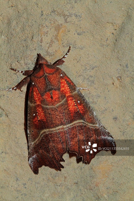 先驱夜蛾图片素材