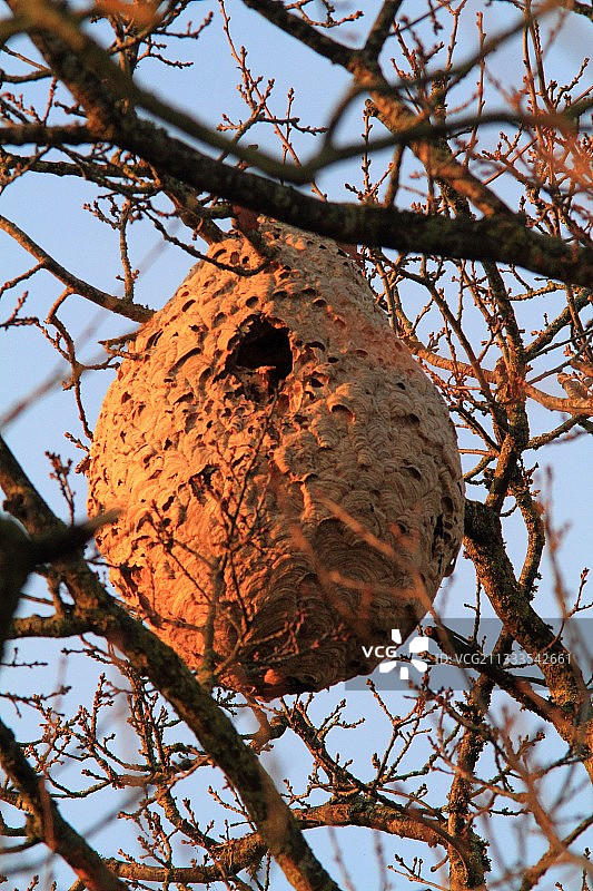树上的亚洲掠食性胡蜂（Vespa velutina）巢穴图片素材
