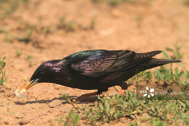 欧椋鸟在地面觅食图片素材