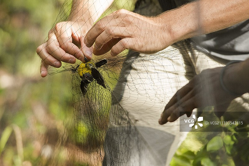 蒙特塞拉特岛上的香蕉雀研究图片素材
