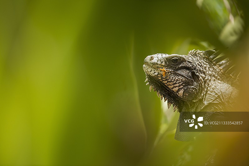 绿鬣蜥在树叶中的肖像——蒙特塞拉特岛图片素材