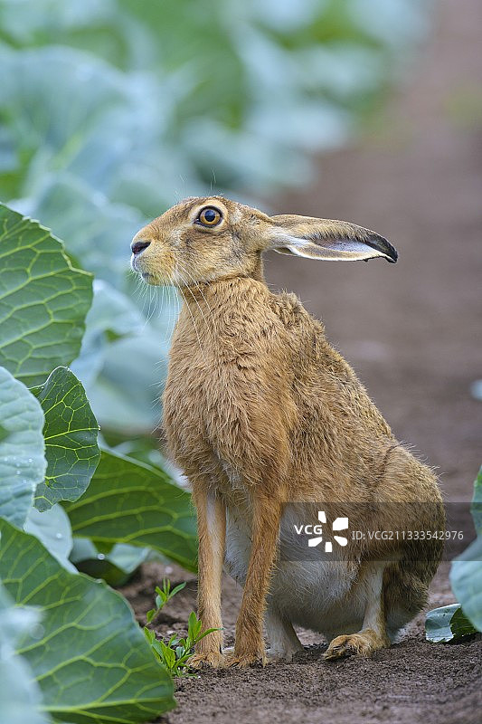 卷心菜地里的欧洲野兔（德国黑森州）图片素材