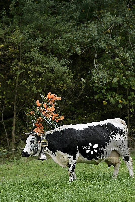 秋季牛群的季节性迁移，从农场客栈的高山牧场下降，在明斯特山谷的雨和特雷，停在米特拉赫，上莱茵省，法国图片素材