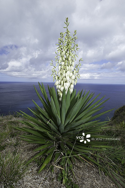 西班牙刺刀，朱蕉，圣玛丽亚岛，亚速尔群岛，大西洋图片素材