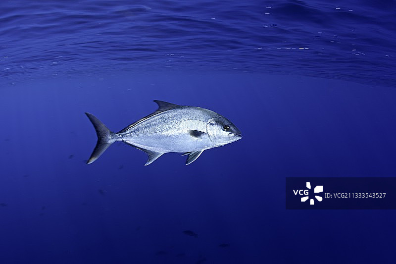 大鰤鱼，葡萄牙亚速尔群岛圣玛丽亚岛，大西洋图片素材