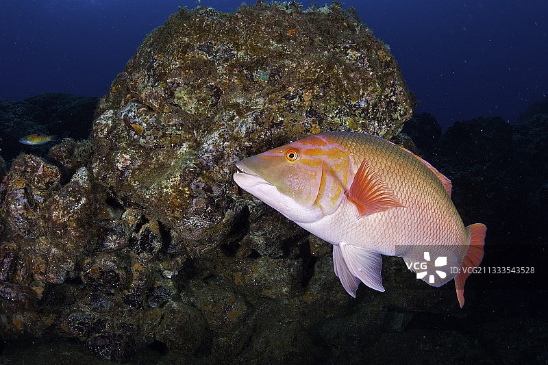 红纹猪鱼，葡萄牙亚速尔群岛圣玛丽亚岛，大西洋图片素材
