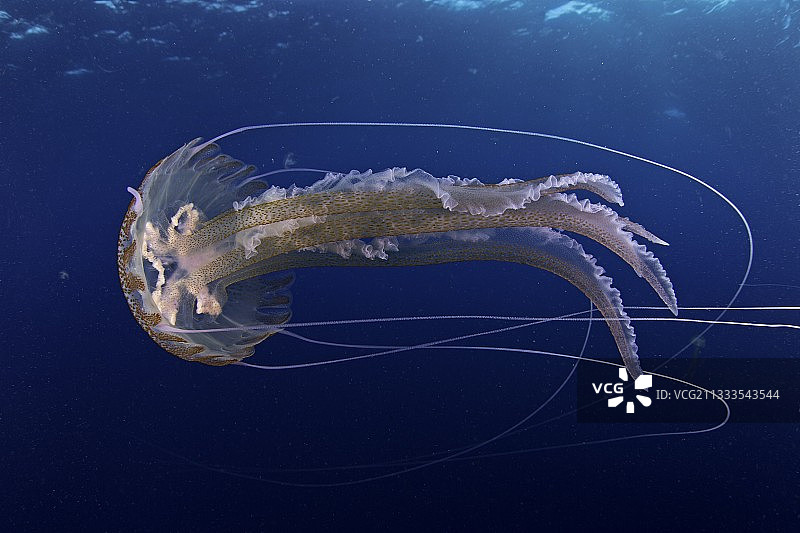 大西洋亚速尔群岛圣玛丽亚岛的淡紫色刺胞水母图片素材