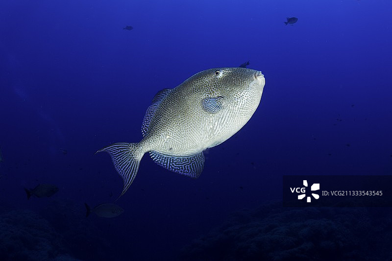 大西洋葡萄牙亚速尔群岛圣玛丽亚岛的灰色的扳机鱼图片素材