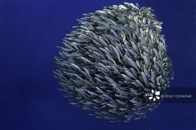 寻找蓝色竹荚鱼，亚速尔群岛，葡萄牙，大西洋图片素材