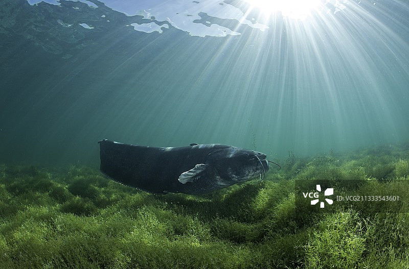欧鲶，也称为欧洲巨鲶图片素材