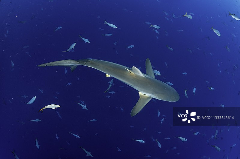 丝鲨，墨西哥太平洋圣贝内迪克托岛图片素材