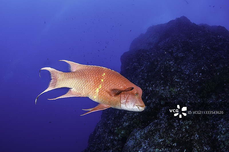 墨西哥猪鱼，太平洋墨西哥西部图片素材