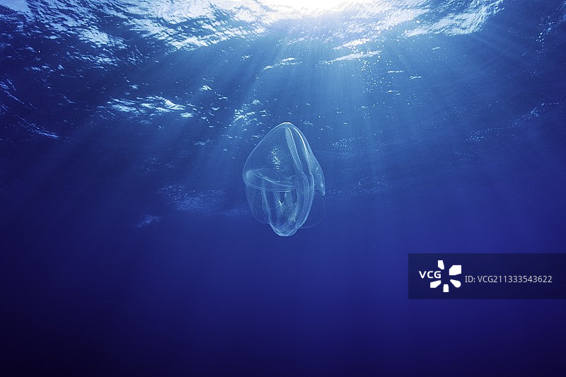 栉水母：墨西哥西太平洋图片素材