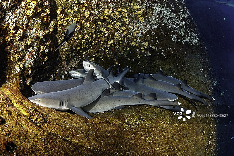白鳍礁鲨，罗卡帕蒂达岛，墨西哥图片素材