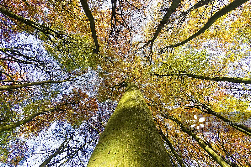秋季英国山毛榉树图片素材