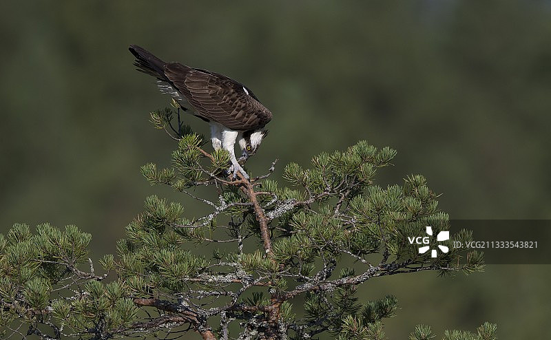 鱼鹰（Pandion haliaetus）正在吃鱼，夏季的芬兰图片素材