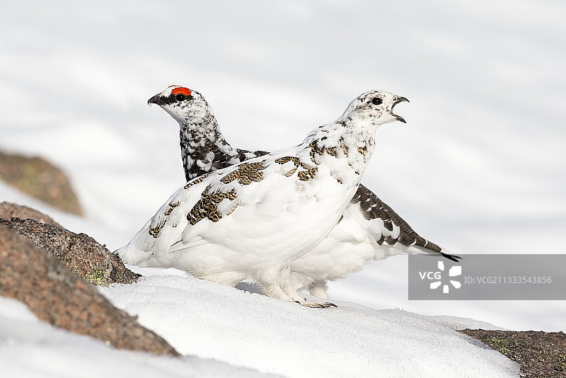 雪地上的雷鸟（雌性和雄性），苏格兰，春季图片素材