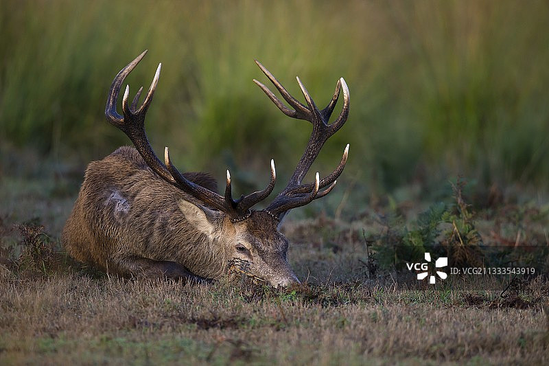 秋季英格兰草地上睡觉的红鹿图片素材