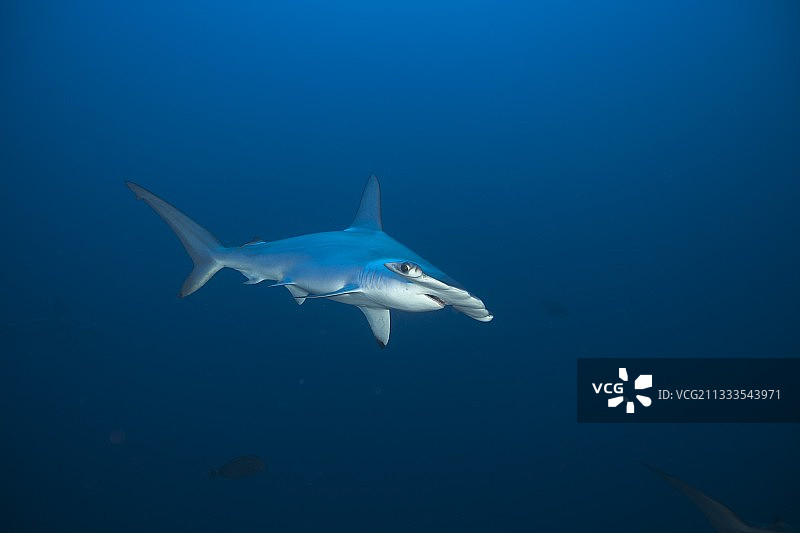 锤头双髻鲨，苏丹苏阿金群岛图片素材