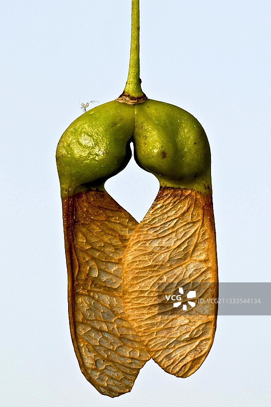 蒙彼利埃枫树的果实图片素材