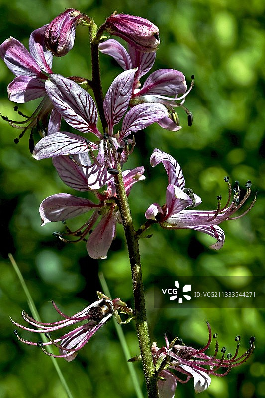 白鲜花：有毒的药用植物，产自西班牙加泰罗尼亚比利牛斯山图片素材
