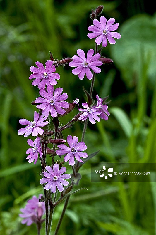 盛开的红剪秋罗。图片素材