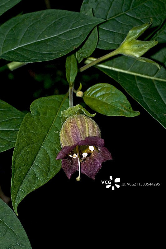 颠茄(Atropa belladona)开花了。有毒植物(有效成分为东莨菪碱、阿托品和天仙子胺)。尽管如此，它仍被用作药用植物。奥德萨国家公园。Torla。Huesca。阿拉贡。西班牙。图片素材