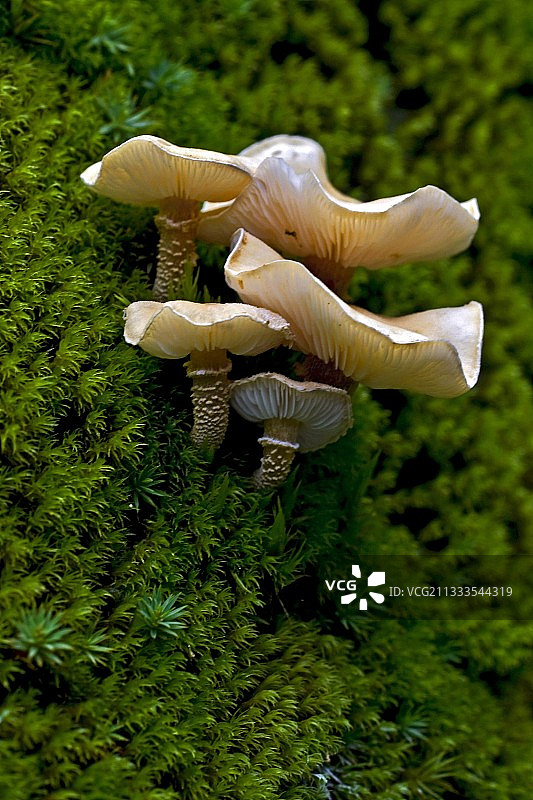 森林土壤中的苔藓和鳞伞菌群落图片素材