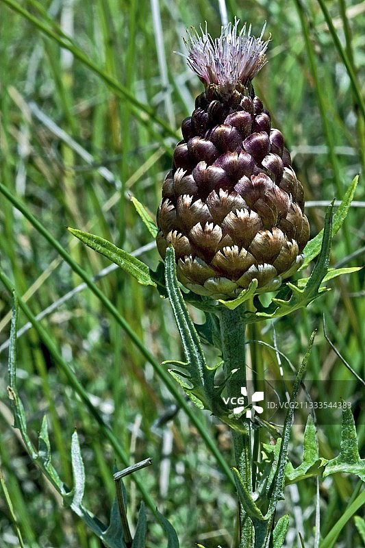 翼菊：一种用于民间医学的植物，产于西班牙加泰罗尼亚比利牛斯山图片素材