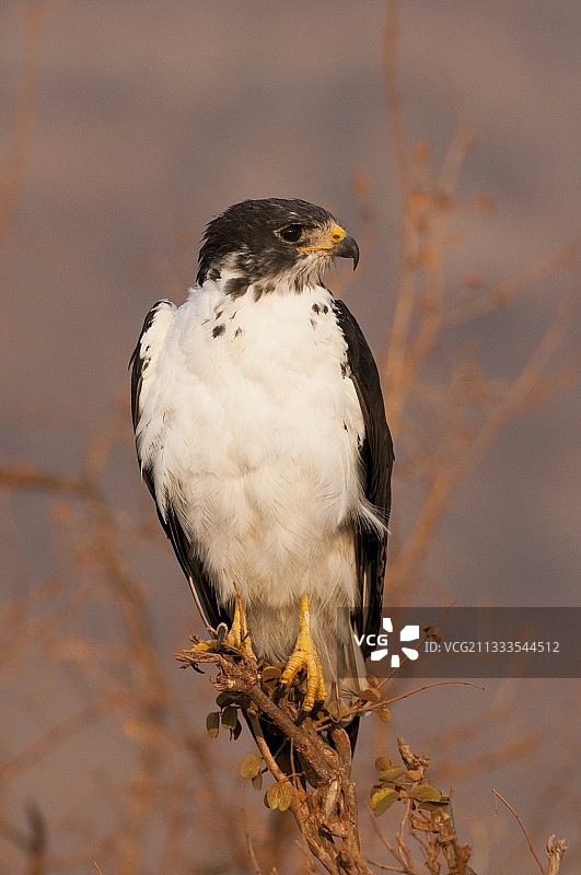 一只非洲鵟（Buteo augur），在肯尼亚察沃东国家公园的一根树枝上图片素材