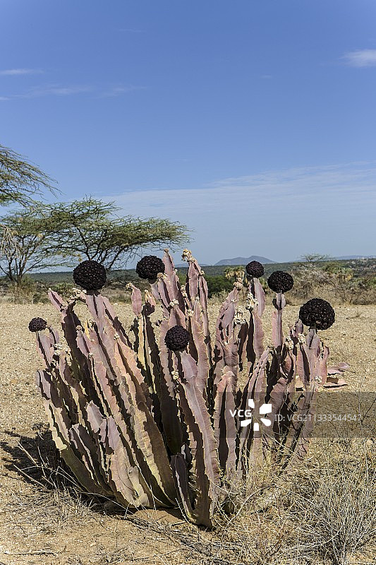肯尼亚沙巴保护区 Caralluma图片素材