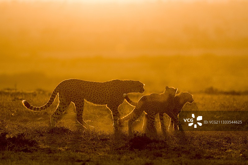 肯尼亚马赛马拉野生动物保护区日出时分的猎豹母子图片素材