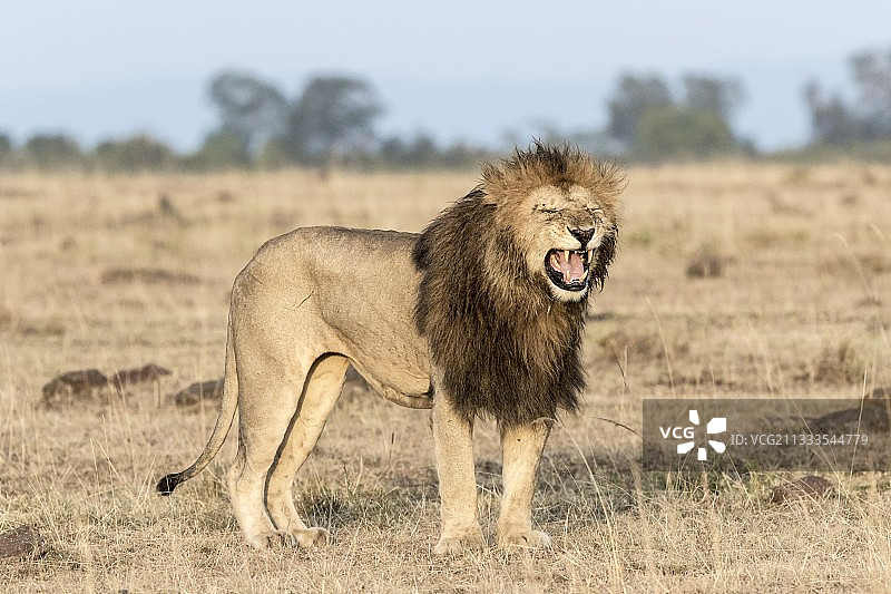 肯尼亚马赛马拉禁猎区，雄狮图片素材