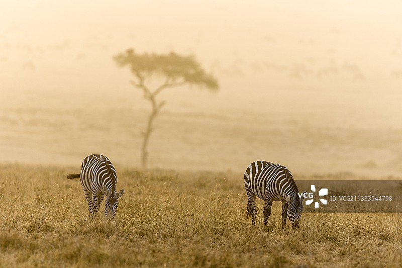肯尼亚马赛马拉野生动物保护区：日出时分的葛氏斑马图片素材