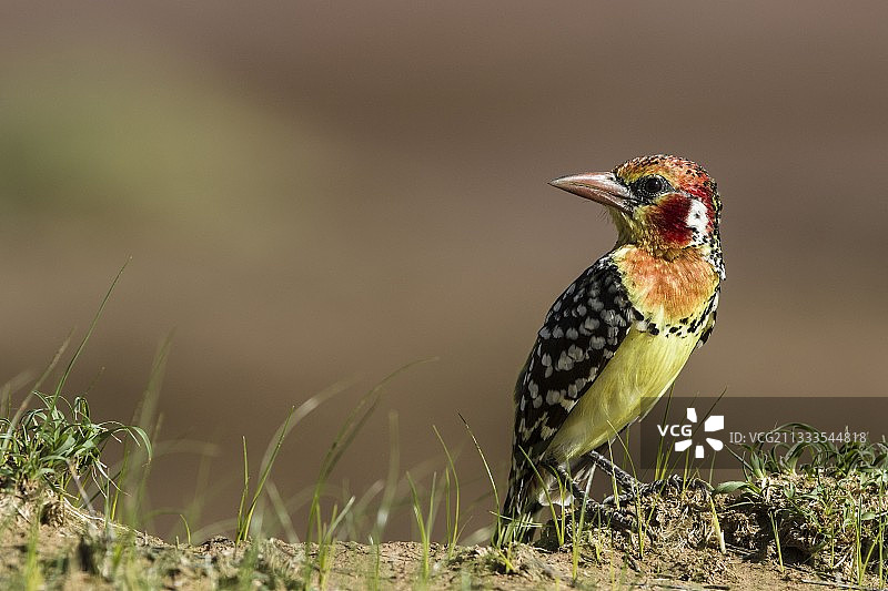 肯尼亚马赛马拉野生动物保护区红黄拟鴷图片素材