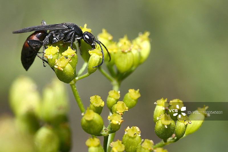 在茴芹花丛中的寄生蛛蜂（Agenioideus usurious），法国北部孚日地区自然公园图片素材