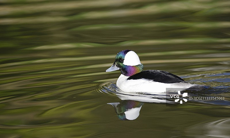 雄性小潜鸭，摄于法国卢瓦尔河口图片素材