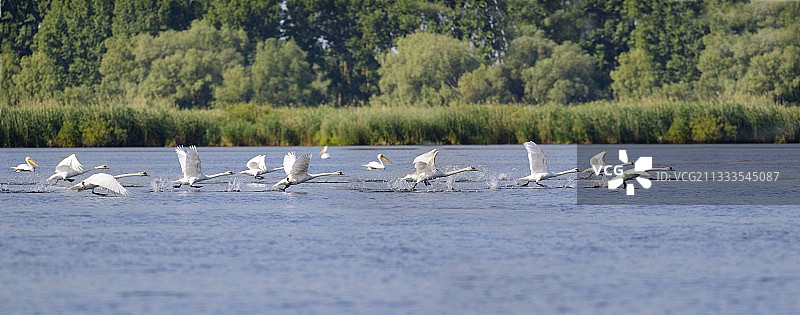 飞行中的疣鼻天鹅，多瑙河三角洲，罗马尼亚图片素材
