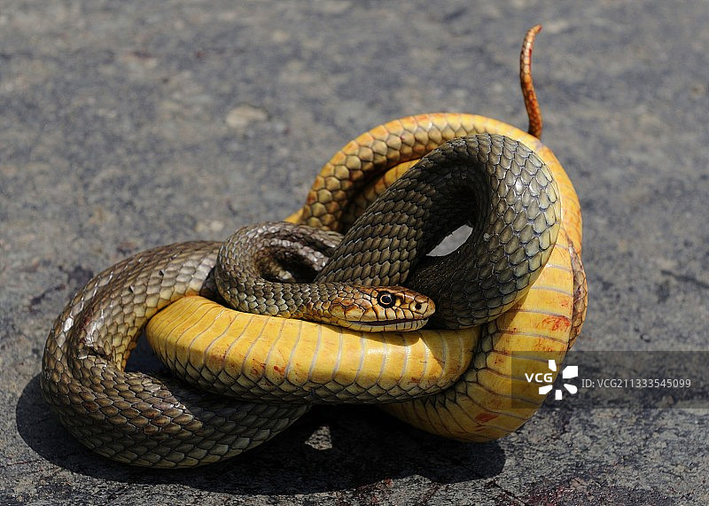 被汽车碾压的埃斯库拉普蛇（Elaphe longissima），多瑙河三角洲，罗马尼亚图片素材