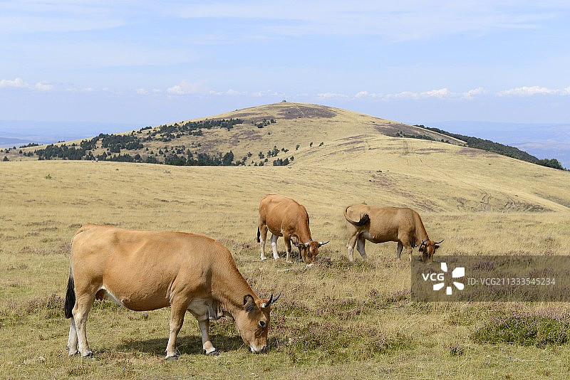奥布拉克牛在法国塞文山国家公园蒙艾古阿尔峰吃草图片素材