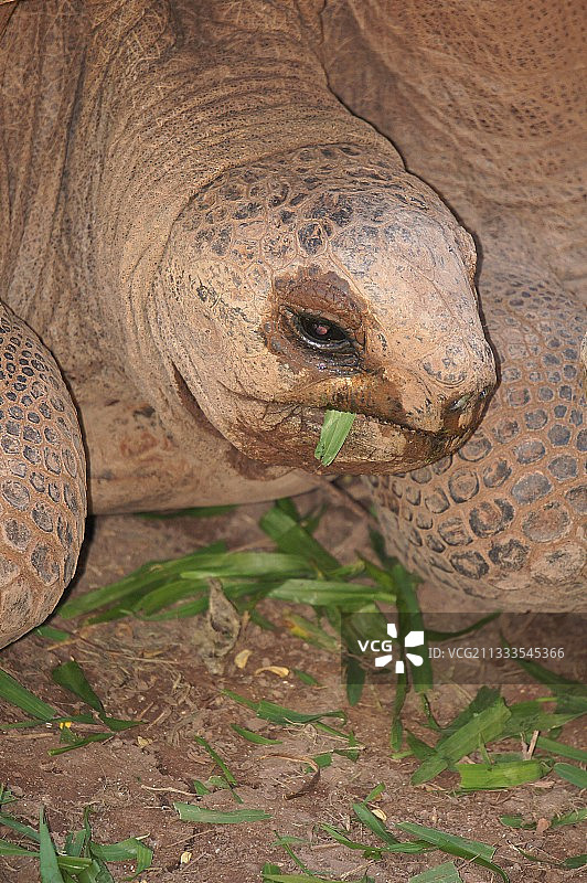 阿尔达布拉巨龟在毛里求斯岛的七岛公园吃东西图片素材