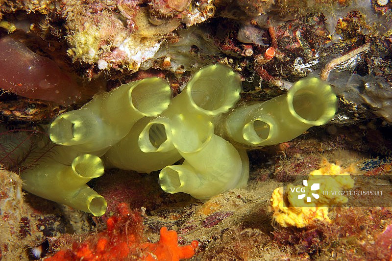 地中海的黄色海鞘图片素材