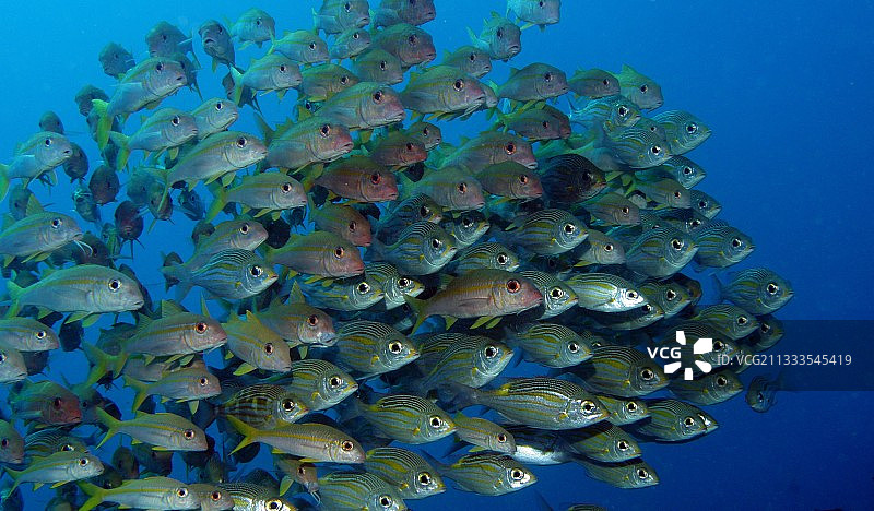 印度洋，毛里求斯岛，黄鳍海 goat鱼和金线大眼鲷图片素材