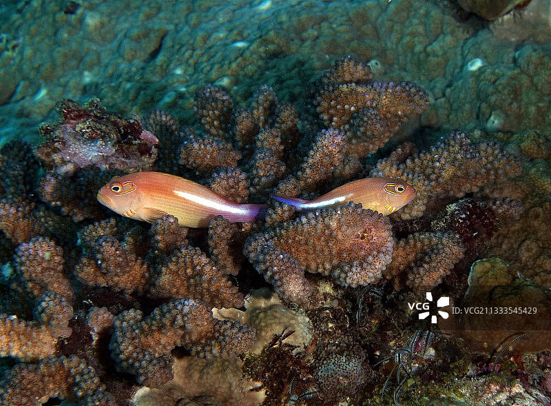 印度洋毛里求斯岛弧眼鹰鱼图片素材