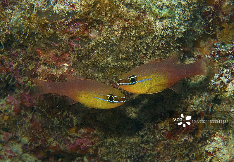 金腹天竺鲷图片素材